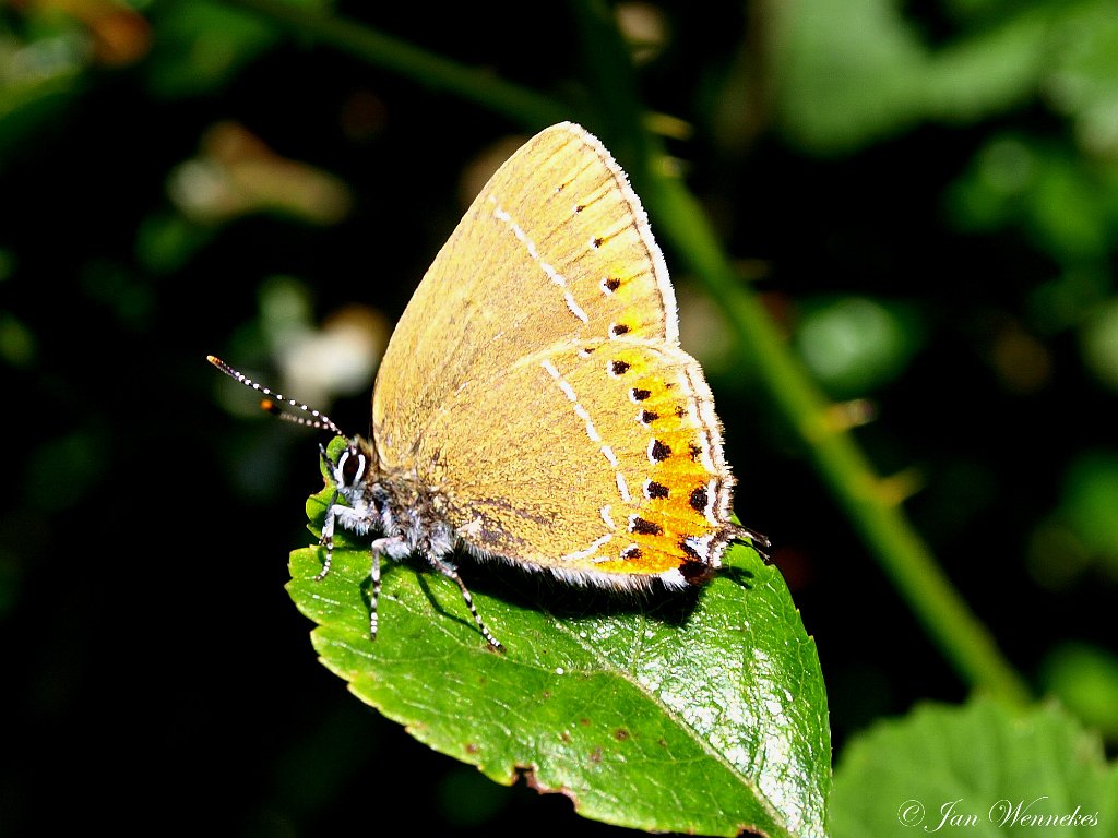 Pruimenpage, Satyrium pruni.JPG